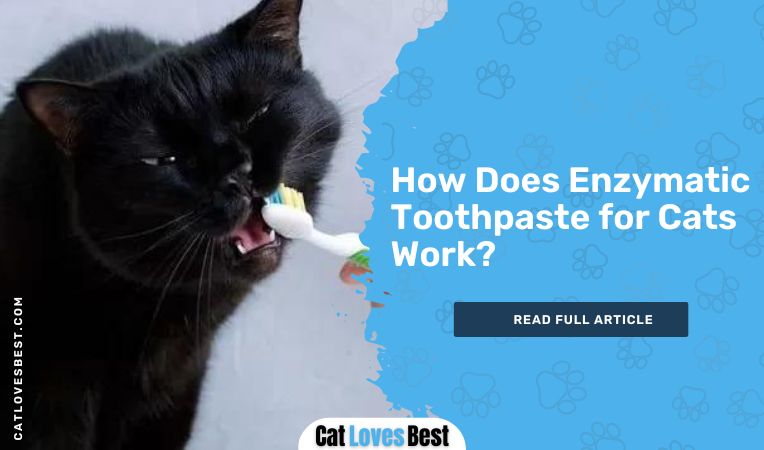 How Does Enzymatic Toothpaste for Cats Work