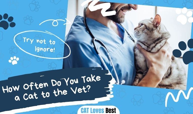 How Often Do You Take a Cat to the Vet