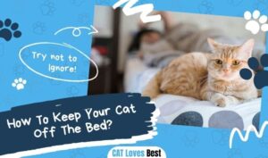 How To Keep Your Cat Off The Bed
