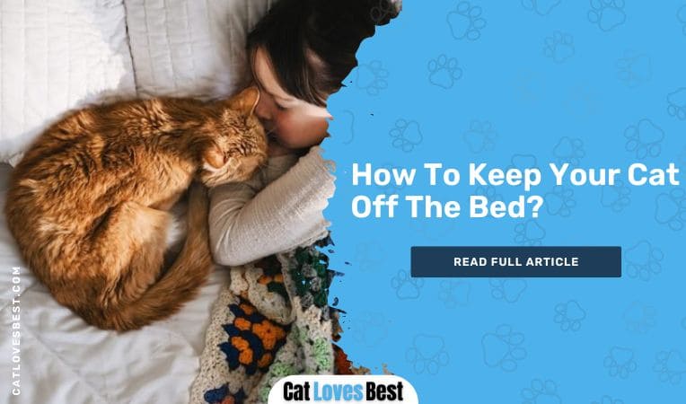 How To Keep Your Cat Off The Bed