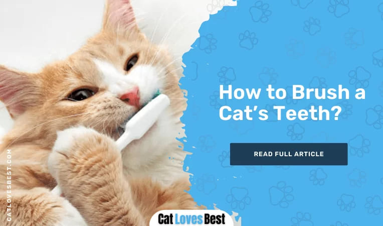 How to Brush a Cat’s Teeth