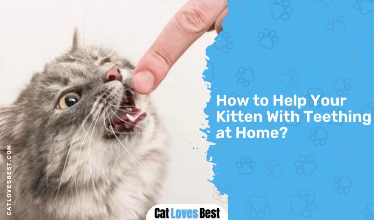 How to Help Your Kitten With Teething at Home