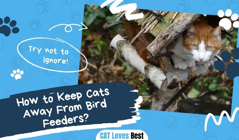 How to Keep Cats Away From Bird Feeders