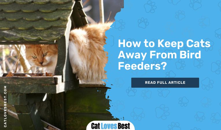 How to Keep Cats Away From Bird Feeders