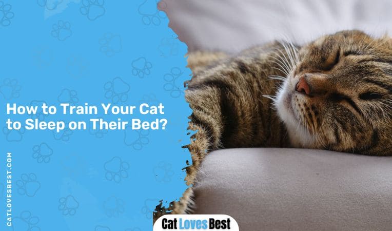 How to Train Your Cat to Sleep on Their Bed