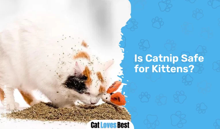 Is Catnip Safe for Kittens