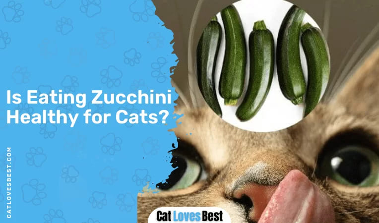 Is Eating Zucchini Healthy for Cats