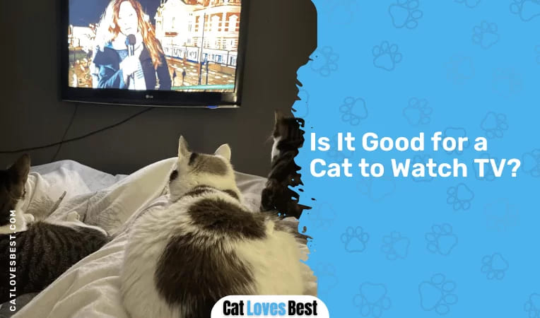 Is It Good for a Cat to Watch TV