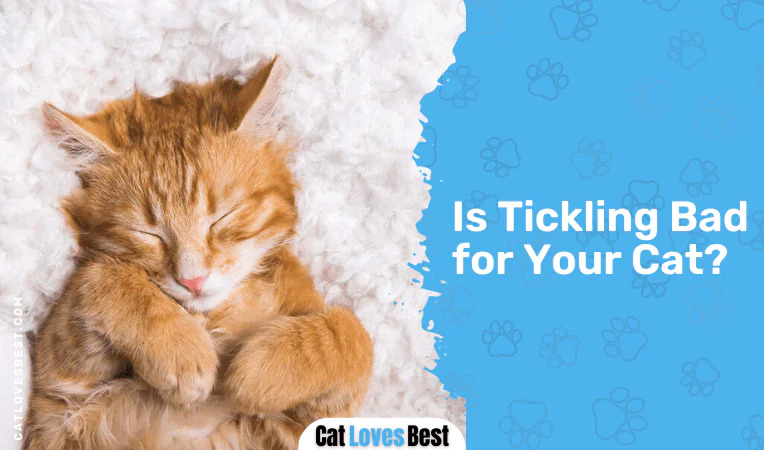 Is Tickling Bad for Your Cat