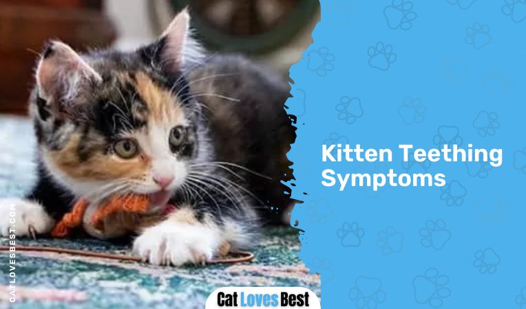 Kitten Teething Symptoms
