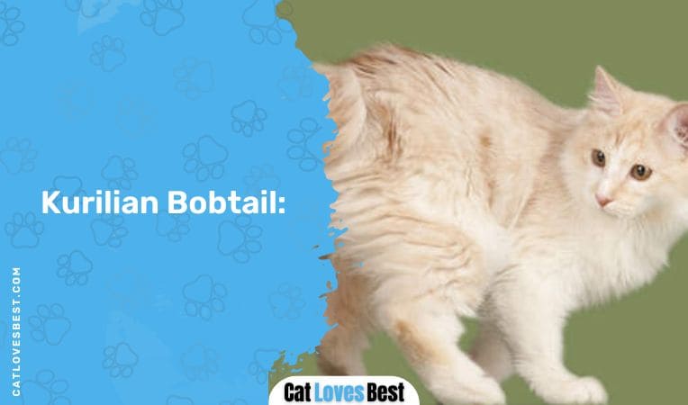 Kurilian Bobtail