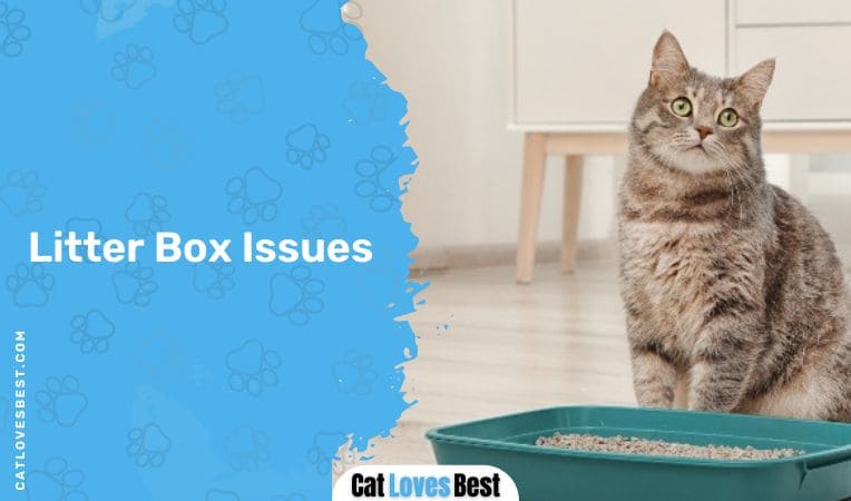 Litter Box Issues