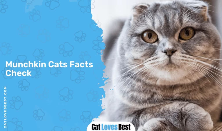 Munchkin Cats Facts Check