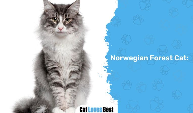 Norwegian Forest Cat