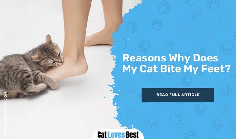 Reasons Why Does My Cat Bite My Feet