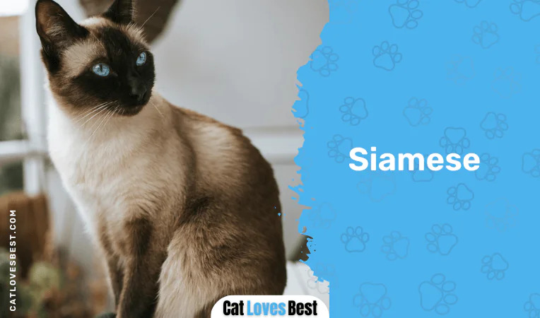 Siamese