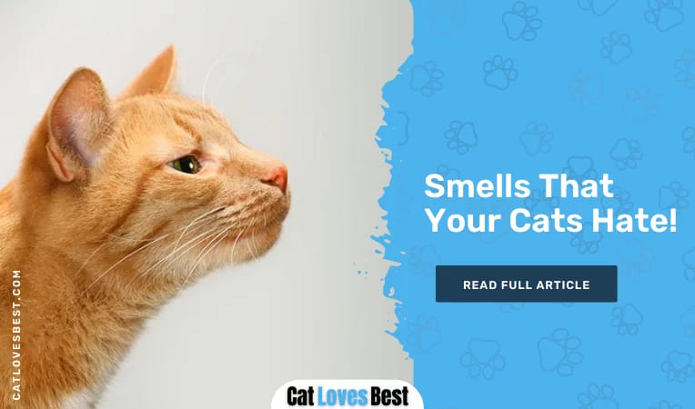 Smells That Your Cats Hate