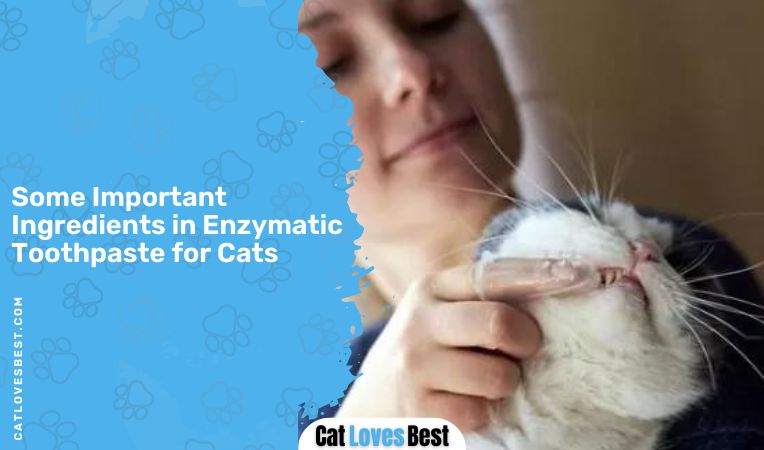 Some Important Ingredients in Enzymatic Toothpaste for Cats