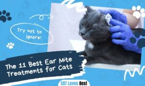 The 11 Best Ear Mite Treatments for Cats
