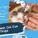 The 7 Best Cat Eye Drops