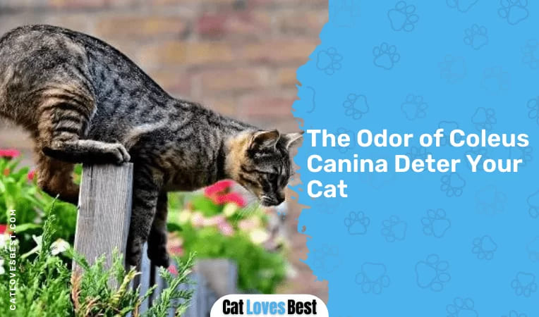  The Odor of Coleus Canina Deter Your Cat