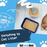 Tips on Switching to New Cat Litter