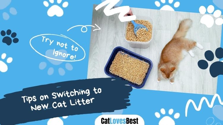Tips on Switching to New Cat Litter