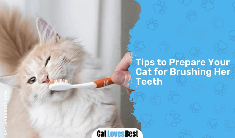 Tips to Prepare Your Cat for Brushing Her Teeth