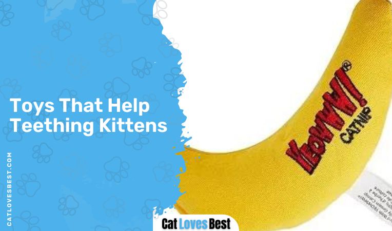 Toys That Help Teething Kittens