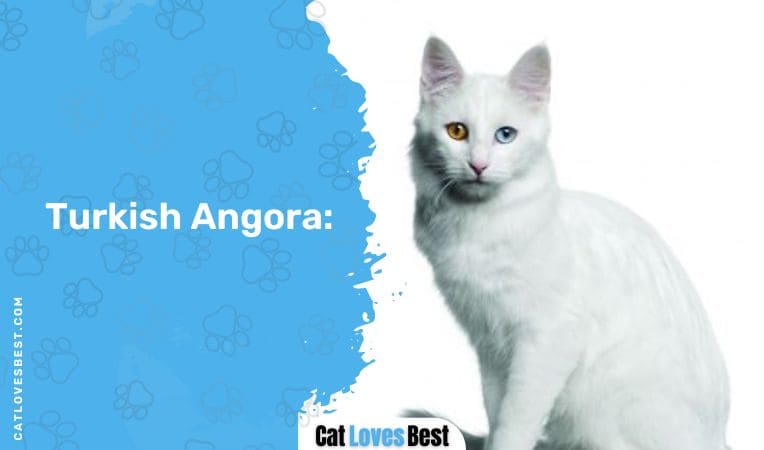 Turkish Angora