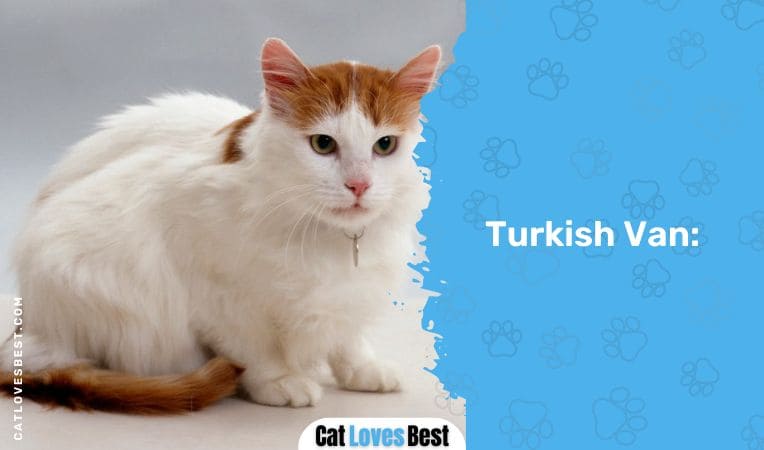 Turkish Van