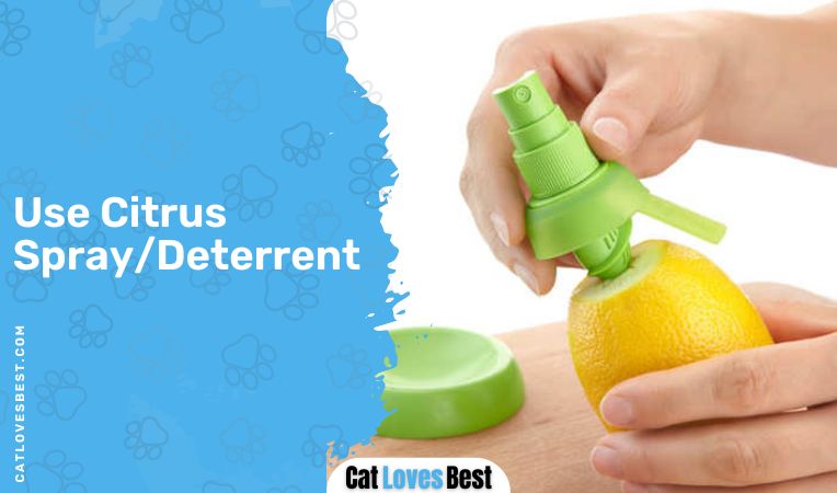 Use Citrus Spray/Deterrent