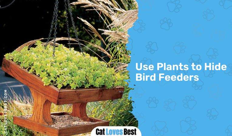 Use Plants to Hide Bird Feeders