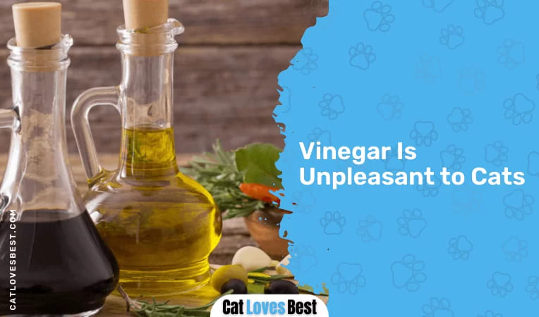 Vinegar Is Unpleasant to Cats