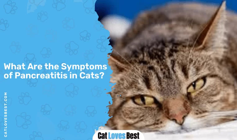 What Are the Symptoms of Pancreatitis in Cats
