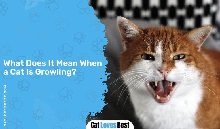 What Does It Mean When a Cat Is Growling