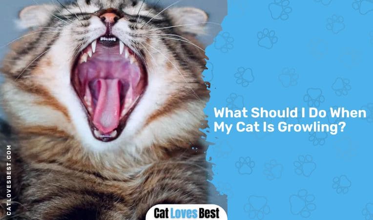 What Should I Do When My Cat Is Growling