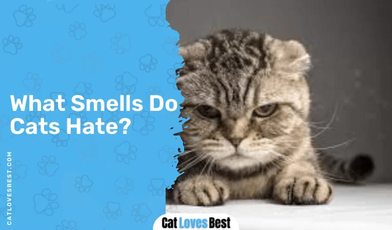 What Smells Do Cats Hate