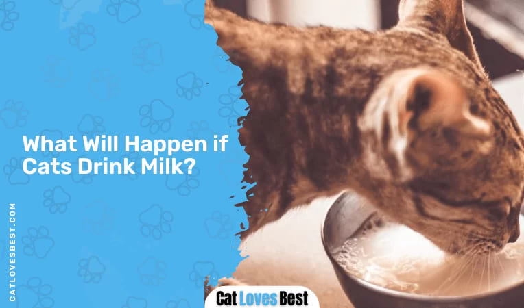 What Will Happen if Cats Drink Milk