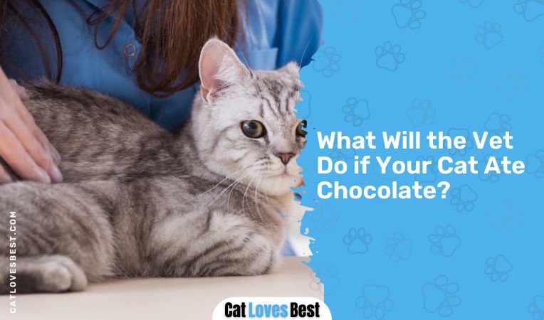 What Will the Vet Do if Your Cat Ate Chocolate