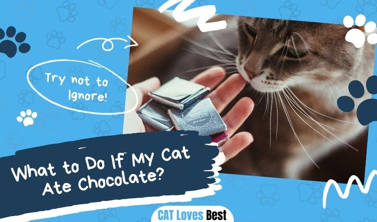 What to Do If My Cat Ate Chocolate