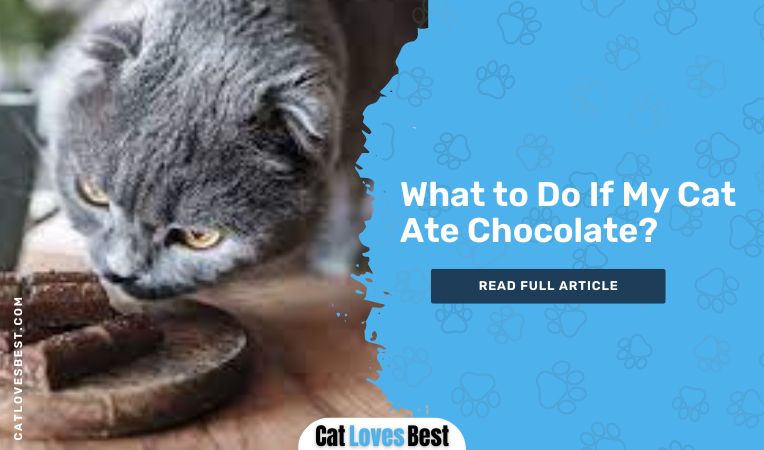 What to Do If My Cat Ate Chocolate