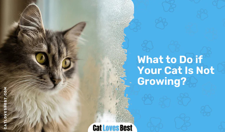 What to Do if Your Cat Is Not Growing