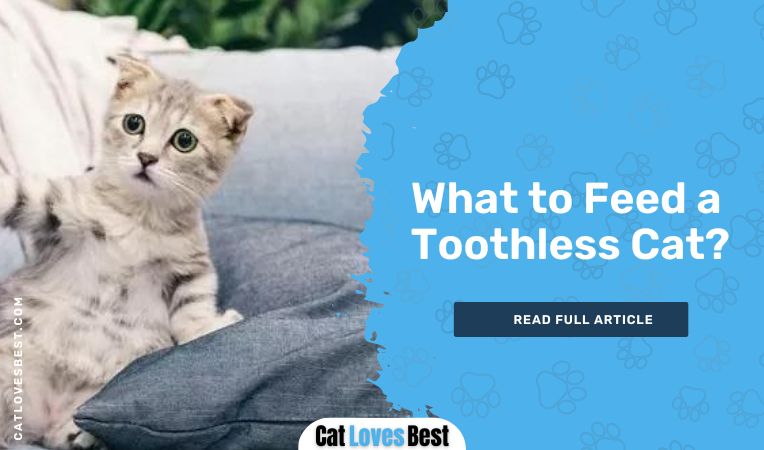 What to Feed a Toothless Cat