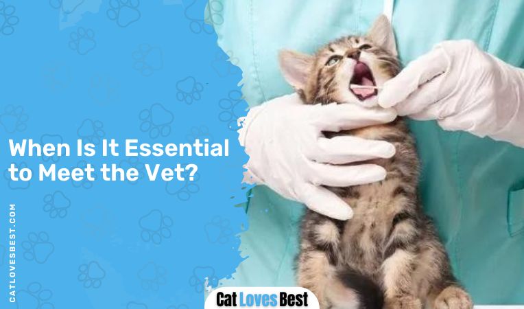 When Is It Essential to Meet the Vet