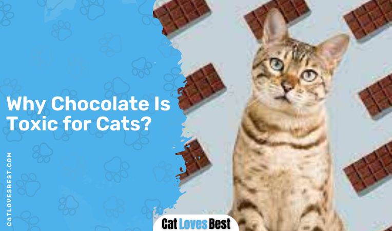 Why Chocolate Is Toxic for Cats