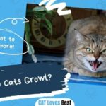 Why Do Cats Growl