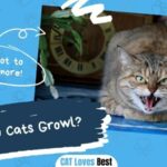 Why Do Cats Growl