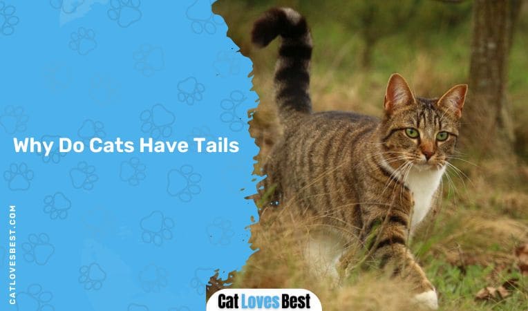 Why Do Cats Have Tails