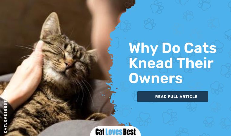 Why Do Cats Knead Their Owners